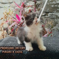 READY KITTEN PERSIAN EXOTIC