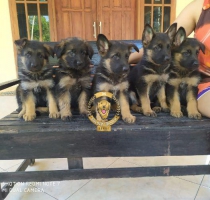 For sale GSD puppies istimewa