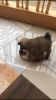 Anakan Shitzu Mix Minipom Betina Sehat Bersih