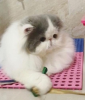 Kucing Persia hidung pesek umur 5 bulan