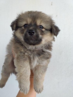 2 ekor pomenarian jantan usia 2 bulan bulu kapas