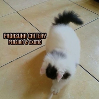 READY KITTEN PERSIAN
