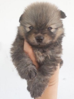2 ekor puppy minipom betina usia 1.5 bulan
