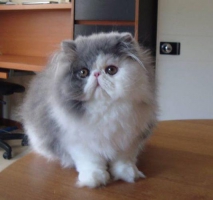 kucing persia hidung pesek