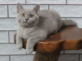 British Shorthair ped ica lo