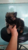 4 ek jantan betina super mini pom 1.5 bulan stambum