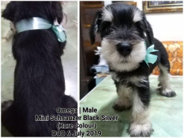 Anak anjing Miniatur Schnauzer Black, Salt Pepper, White