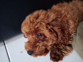 1puppy poodle Jantan umur 3bln Non Stambum, Playfull, Nurut, Friendly😇
