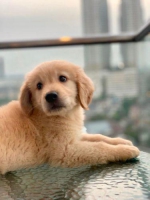 Puppy golden jantan 2 bulan big bone bulu bagus + banyak bonus