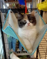 Kitten Persia Jantan 3 Warna