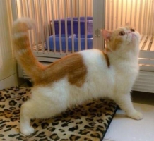 Kucing persia Exotic Peaknose 1 jantang