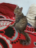 Jinak lincah dirawat dengan baik