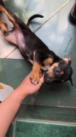 Labrador mix bull terrier,female,non vaksin