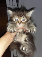 Sepasang Maincoon dan flat persian (parents) dan 4 kitten