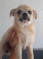 3 ekor anak anjing pom mix ciyork usia 3 bulan