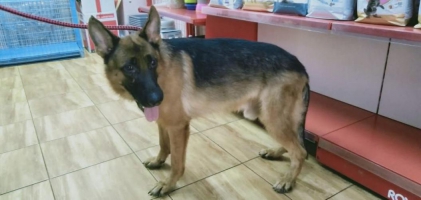 DICARI PAWRENTS Untuk 1 Herder Jantan short hair (Bpk Import Jerman) stb & vaksin lkp