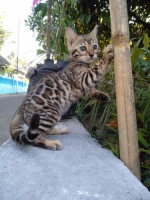 Bengal betina, 3 bln Pedigree tica