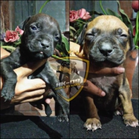 Pit bull puppy open booking