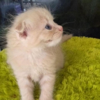 Scottish fold kittens