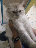 2 ekor kucing himalaya sehat lincah free kandang