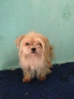 indukan shih tzu mix mini pomeranian