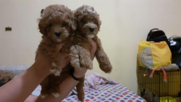 2 ekor puppy poodle jantan lucu murmer sehat