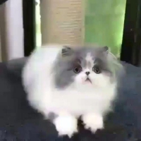 Kucing persia peaknose lucu
