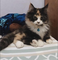 Kucing Persia Betina