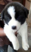 Anakan American Akita
