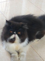 Kucing persia peaknose long hair non ped