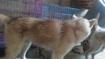 husky jantan umur 3 bulan