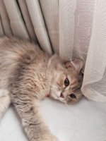 Persia Flatnose NonPed Vaksin lengkap!