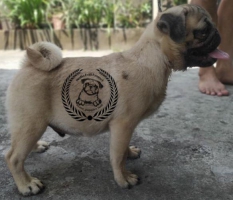 2 ekor puppy pug jantan
