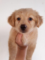 Puppy pomenarian mix shitshu betina 2 bulan very cute