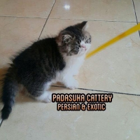 PERSIA EXOTIC NON PEDIGREE SERASA PEDIGREE