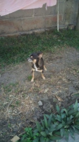 chihuahua pure jantan