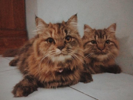 2 Ekor Kucing Persia