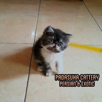 PERSIA EXOTIC NON PEDIGREE SERASA PEDIGREE