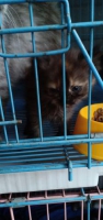 3ekor kucing persia medium betina