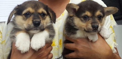 Ready 2 ekor anakan corgy