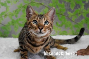 Lepas Adopt Bengal Junior Pedigree