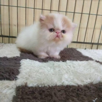 Kucing Persia Peaknose Sehat tampa penyakit