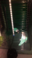 Lovebird mangsi dewasa