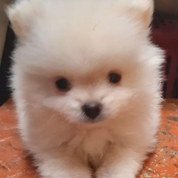 Minipom snow white (jantan/betina)