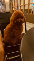 1 ekor poodle (toy) red