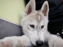 1Ekor Siberian Husky Jantan (4bulan)