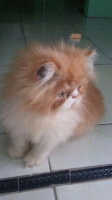 Kucing kitten persia peaknose