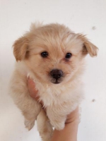 Pomenarian mix shitzhu bulu kapas model teddy bear jantan 2 bulan