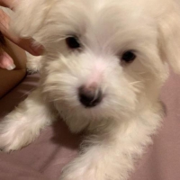maltese lucu jantan masih kecil
