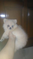 2 ek anakan pomerian betina stambum